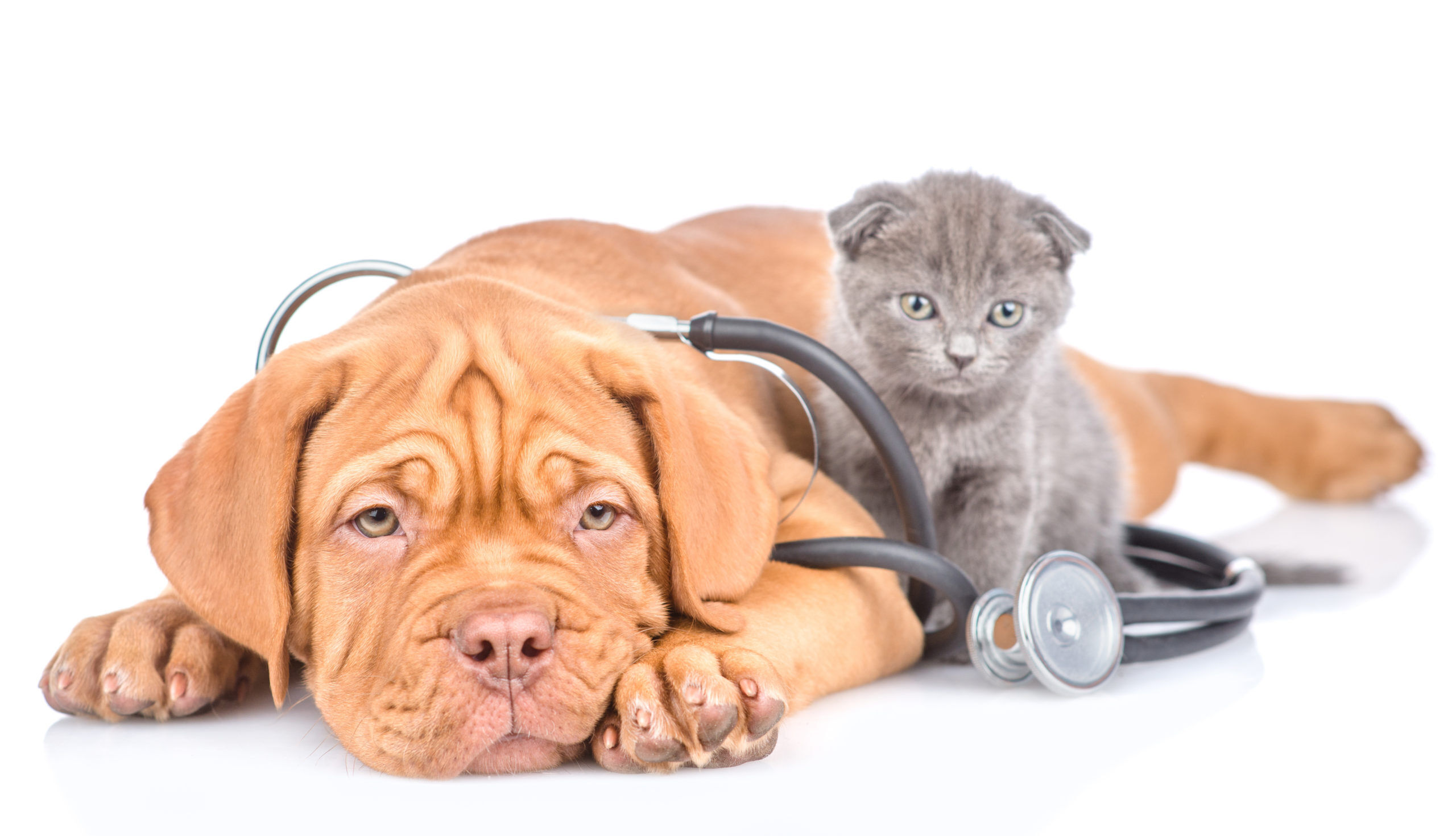 Financial Planning for Pet Owners