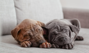 A cat and dog on the couch under the cover