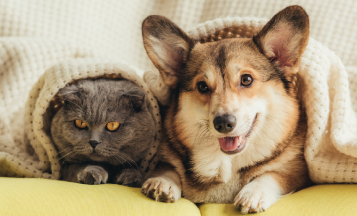 How Pets Affect the Value of Your Home